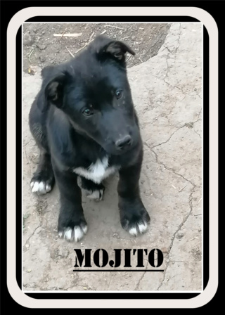MOJITO/MALE /NE VERS FEVRIER 2021/TAILLE PETITE ADULTE  Mojito10