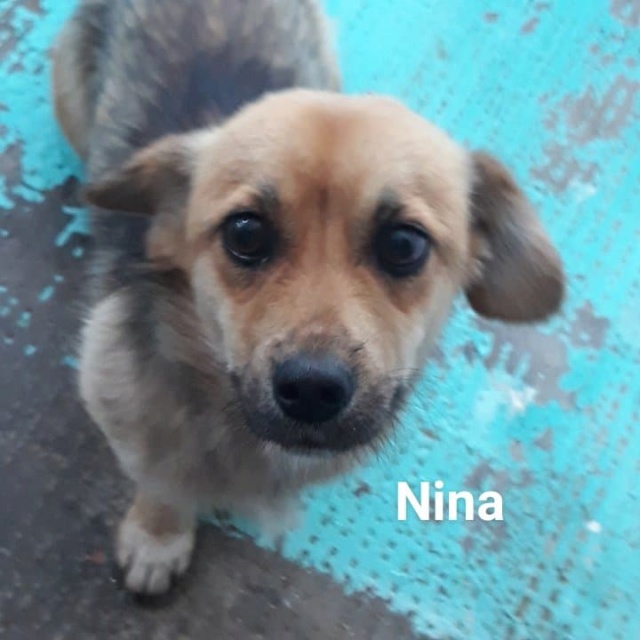 NINA/FEMELLE / Née EN 2017 TAILLE PETITE (luminita)recs/DEMANDE EN COURS Nina10