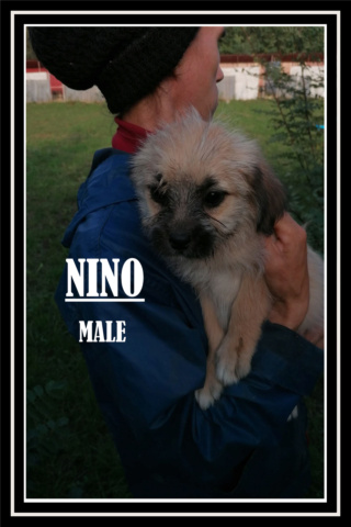 NINO/MALE/NE VERS JUILLET 2020/TAILLE PETITE ADULTE Nino10