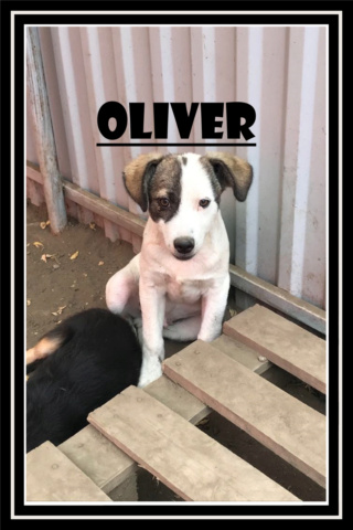 OLIVER/MALE/NE VERS MARS  2020/TAILLE PETITE  / DEMANDE EN COURS Oliver10