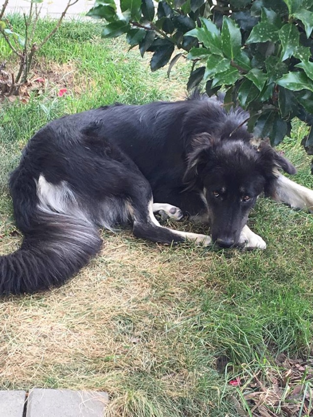 OREO/FEMELLE/Née en decembre 2017 environ/TAILLE MOYENNE Oreao10