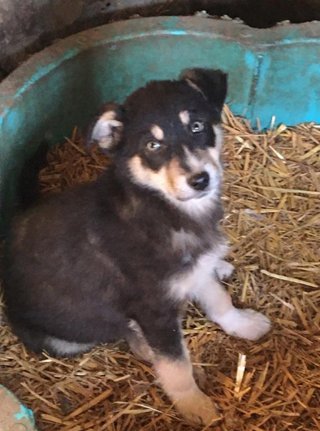 OZZIE/MALE/NE VERS OCOTBRE OU NOVEMBRE 2019/TAILLE MOYENNE ADULTE / DEMANDE EN COURS Ozzie310