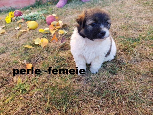 PERLE/FEMELLE/3 MOIS néee en aout 2018/TAILLE MOYENNE ADULTE (marusia) / recs Perle_10