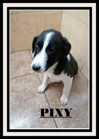 PIXY/FEMELLE/NEE VERS AOUT 2020/TAILLE MOYENNE ADULTE  Pixy10