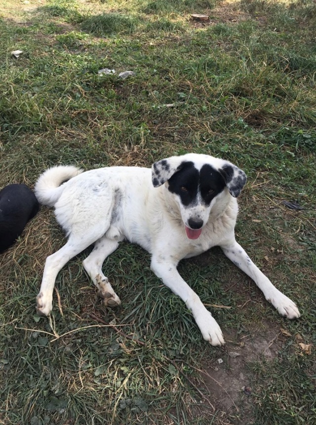 PONGO (Pandele) /MALE/2 ANS NE VERS  2017 / TAILLE MOYENNE AU REFUGE Pongo711