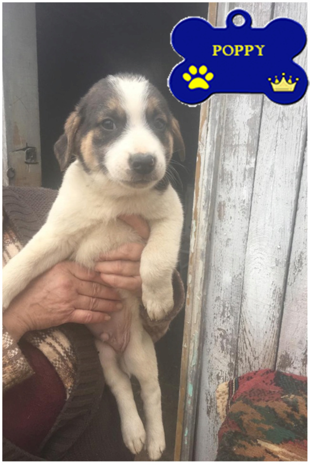 POPPY/MALE/NE VERS OCTOBRE 2019/TAILLE MOYENNE ADULTE / une dde d'adoption en cours Poppy12