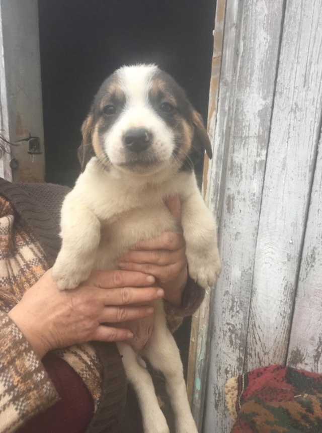 POPPY/MALE/NE VERS OCTOBRE 2019/TAILLE MOYENNE ADULTE / une dde d'adoption en cours Poppy13