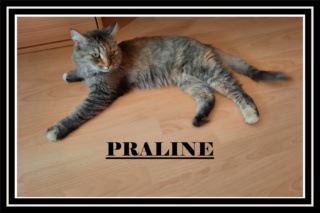 PRALINE/Femelle/née le 20 octobre 2015/en FA sur région parisienne / réservée adoption Pralin10
