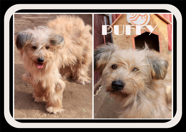 puffy - PUFFY /MÂLE/NE 10/11/2017 /TAILLE MOYENNE/ Puffy13