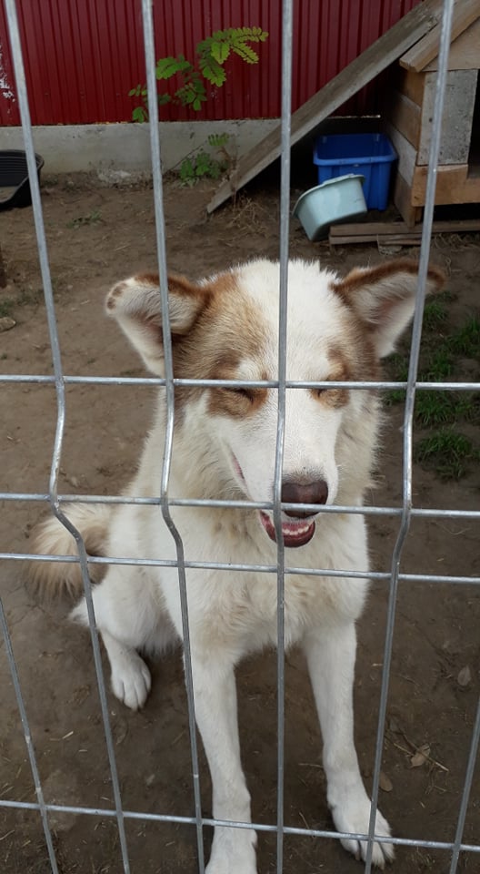 RALPHY/MALE/NE EN 2015/TAILLE MOYENNE A GRANDE (40 kg environ) Ralfy311