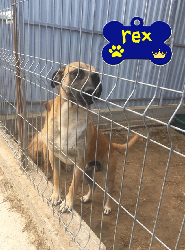 REX/MALE /1 AN /TAILLE MOYENNE / A ETE ADOPTE EN ROUMANIE  Rex11