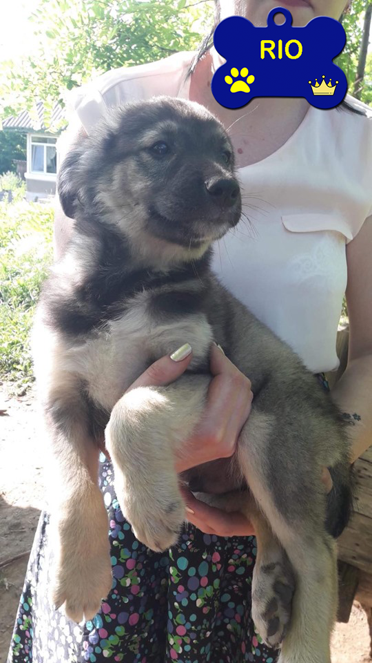 RIO /MALE/3 MOIS/TAILLE PETITE A MOYENNE au refuge/pas castré testicule pas descendus DEMANDE EN COURS Rio2310