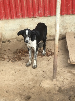 Sanka/Femelle/Née le 14-01-2020/Taille Grande/Queue Coupée Non Adoptable en Suisse Sanka511