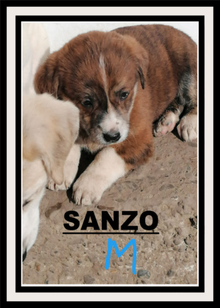 SANZO/MALE/NE VERS DECEMBRE 2020 OU JANVIER 2021/TAILLE petite  ADULTE  Sanzo110