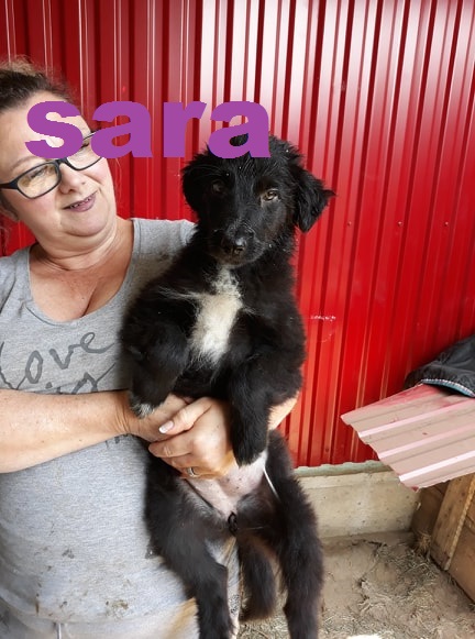 SARA/FEMELLE/née vers juin 2019 /TAILLE MOYENNE ADULTE /au refuge /pas stérilisée Sara10