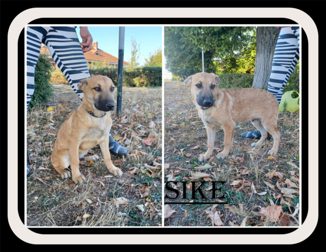 SIKE (Help Romania)/mâle/né vers mai ou juin 2021/Taille moyenne adulte /reservé adoption Sike10