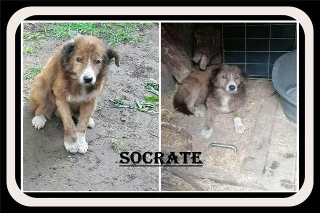 SOCRATE/MALE/NE VERS 2006/TAILLE MOYENNE  Socrat12