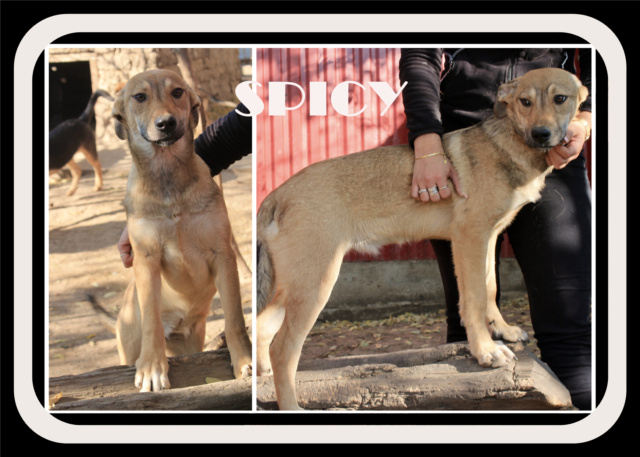 SPICY/FEMELLE/NEE 10-04-2021/TAILLE MOYENNE ADULTE reservée adoption 23.04 Spicy10