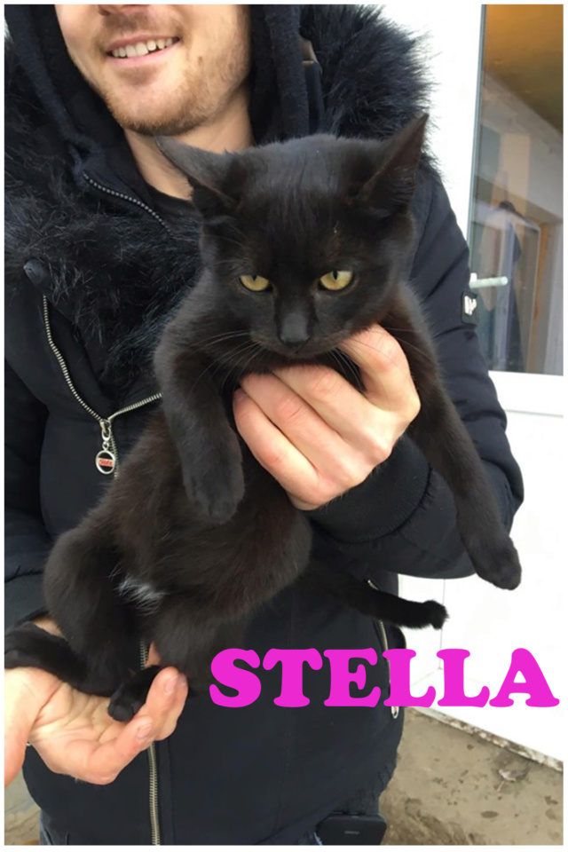 STELLA/FEMELLE/NEE VERS AOUT 2019 Stella10