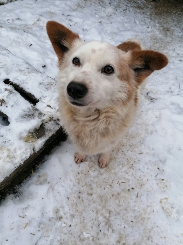 TENESSE/MALE/NE VERS 2011/TAILLE moyenne /reservé adoption Teness12