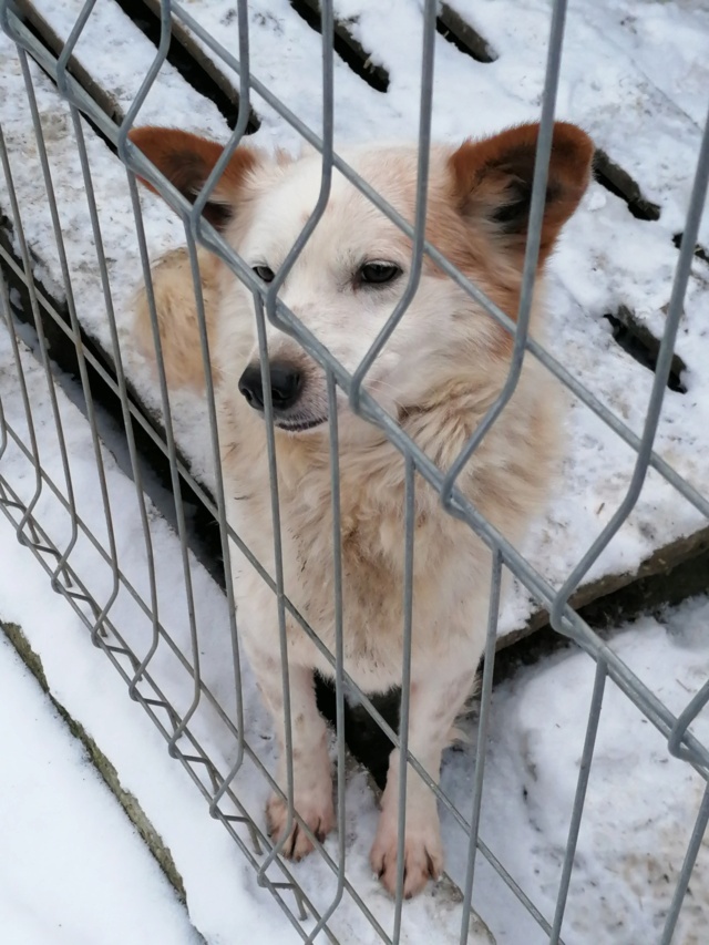 TENESSE/MALE/NE VERS 2011/TAILLE moyenne /reservé adoption Tensee10