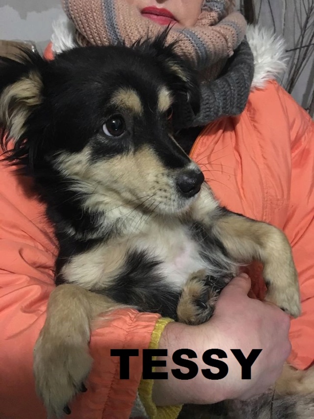 TESSY/FEMELLE/2 A 3 ANS NEE EN 2015 OU 2016/TAILLE PETITE (marusia ) RESERVEE Tessy10