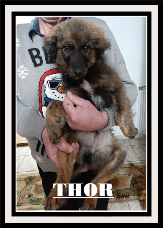 THOR/MALE/NE VERS AOUT 2020/TAILLE ADULTE MOYENNE A GRANDE  Thor10