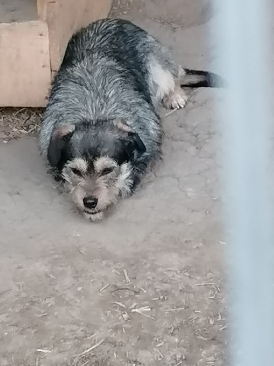 TINA /FEMELLE/nee le 23-07-2016 /TAILLE PETITE  au refuge/A ETE STERILISEE/ En FA  Tina21