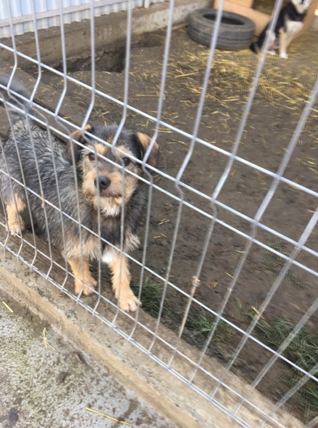 TINA /FEMELLE/nee le 23-07-2016 /TAILLE PETITE  au refuge/A ETE STERILISEE/ En FA  Tina610