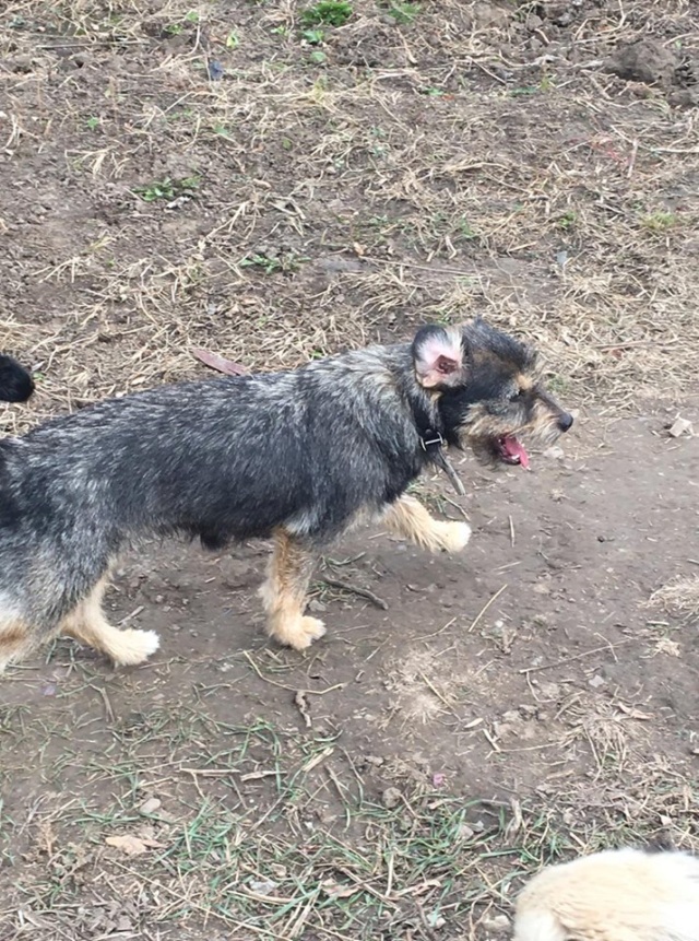 TINA /FEMELLE/nee le 23-07-2016 /TAILLE PETITE  au refuge/A ETE STERILISEE/ En FA  Tina710