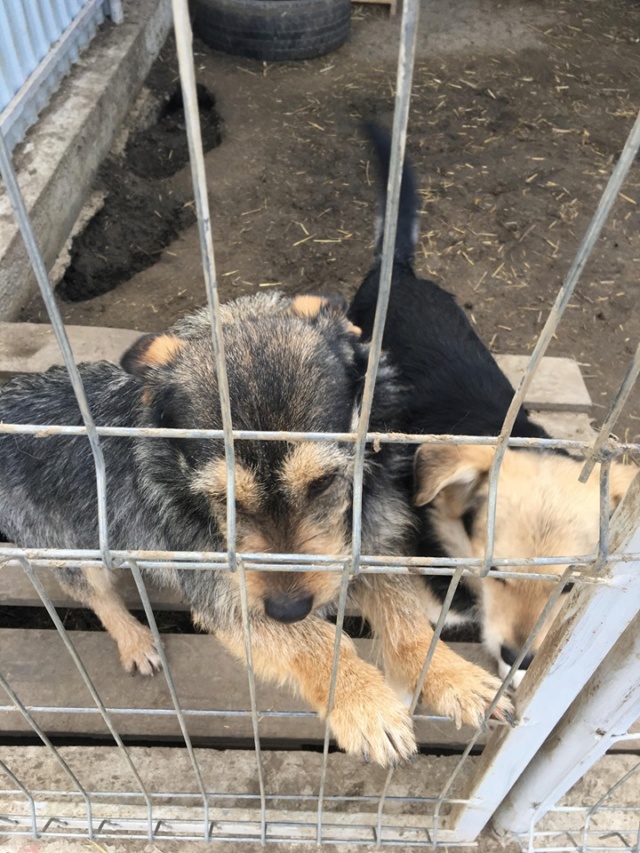 TINA /FEMELLE/nee le 23-07-2016 /TAILLE PETITE  au refuge/A ETE STERILISEE/ En FA  Tina_e13