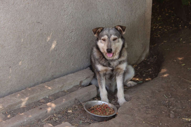 Ursu/Mâle/Né le 21-03-2017/Taille Moyenne/Queue Coupée Non Adoptable en Suisse Urusu210