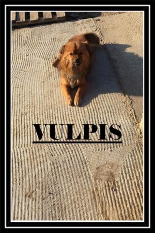 VULPIS/MÂLE/NE VERS 2012 ou 2013/TAILLE PETITE/ adopte le 12 decembre 2020 Vulpis11