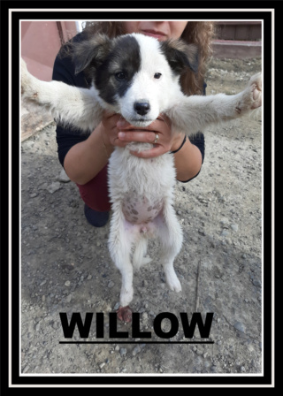 WILLOW/FEMELLE/NEE VERS AOUT 2020/TAILLE MOYENNE ADULTE  Willow10