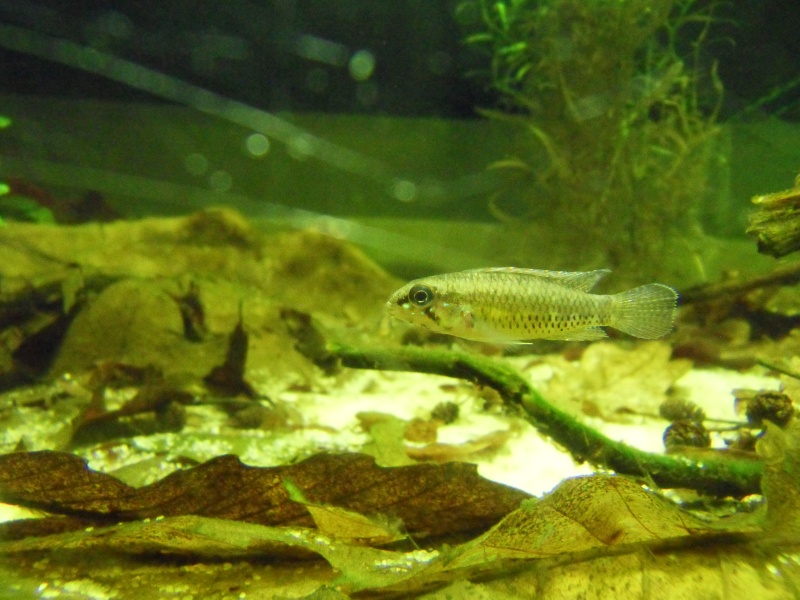 Aquarium biotope rio négro 60 litres, Vidéo nage libre p4. Sdc17419
