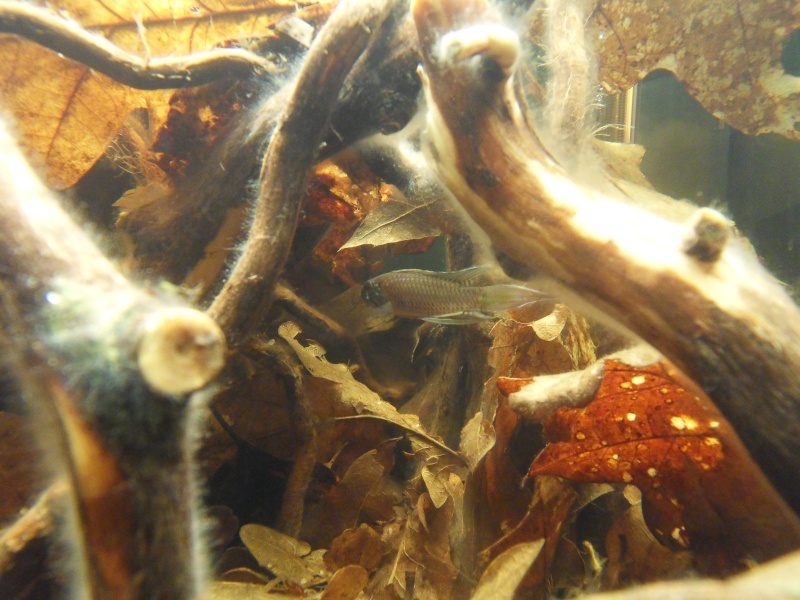 Aquarium biotope rio négro 60 litres, Vidéo nage libre p4. Sdc17423