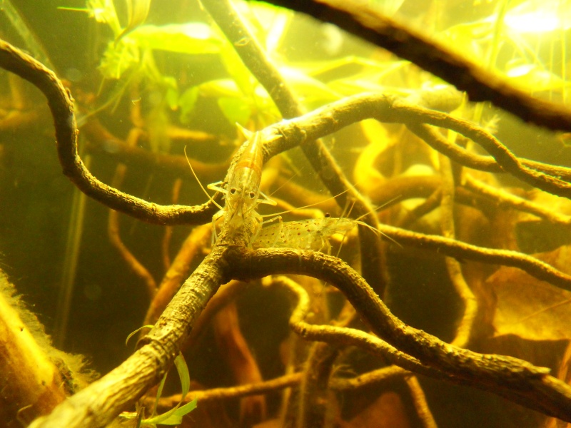 Aquarium biotope rio négro 60 litres, Vidéo nage libre p4. Sdc17513