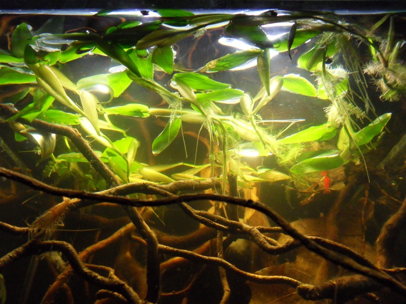 Aquarium biotope rio négro 60 litres, Vidéo nage libre p4. Sdc17514