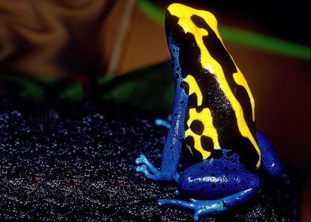 全球最美丽的蛙！！！也是最毒的蛙！！！千万不可碰！！！ 36841410