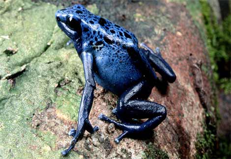全球最美丽的蛙！！！也是最毒的蛙！！！千万不可碰！！！ Blue-p10