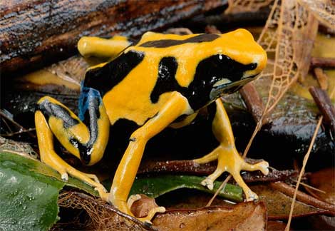 全球最美丽的蛙！！！也是最毒的蛙！！！千万不可碰！！！ Dyeing10