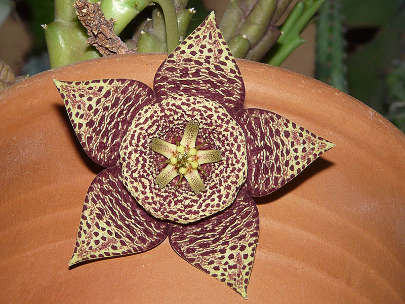 Stapelia variegata Photo_22