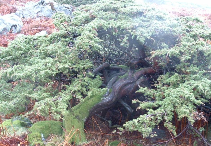 Juniperus Communis Jp211