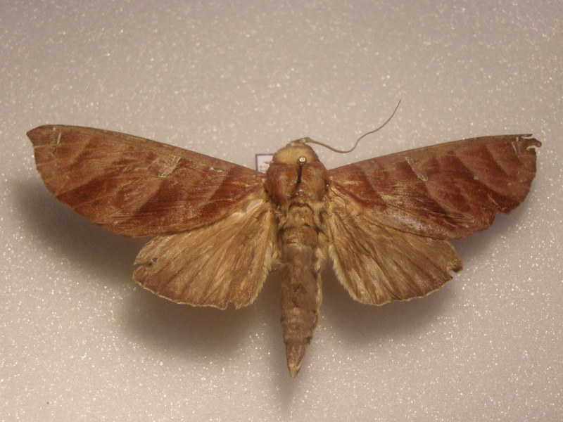 Papillon du Perou N°3 Pb040035
