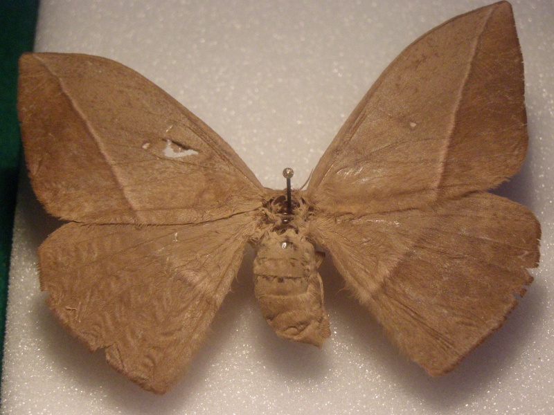 Papillon du Perou N°6 Pb040038