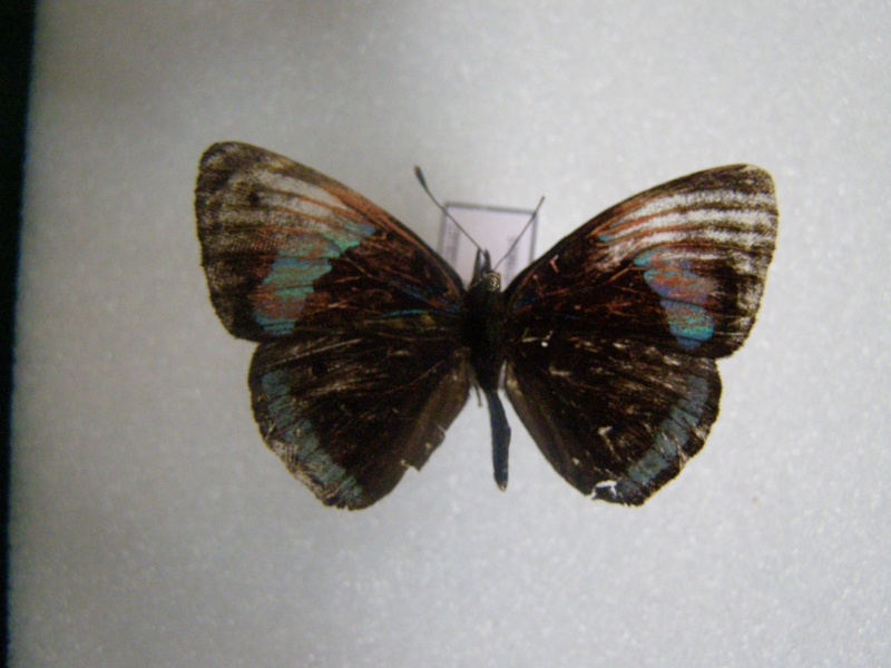 Papillon du Perou N°10 Pb070024