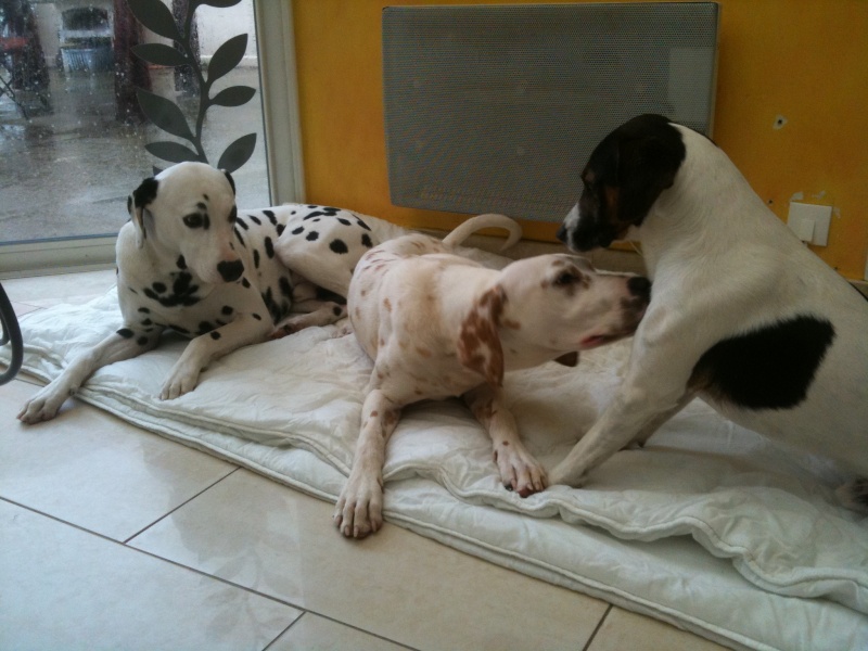 Emir-dalmatien-M-7 mois -en FA (02) ADOPTE Img_0121