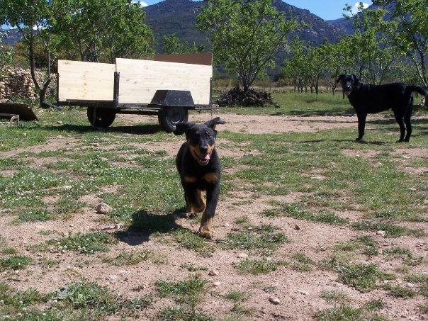 Enzo mon croisé Boboss labrador  c'est un beaucedor Enzo_e10