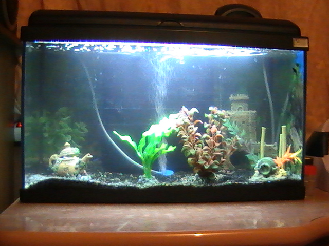 mon aquarium de 54 L Pic_0012