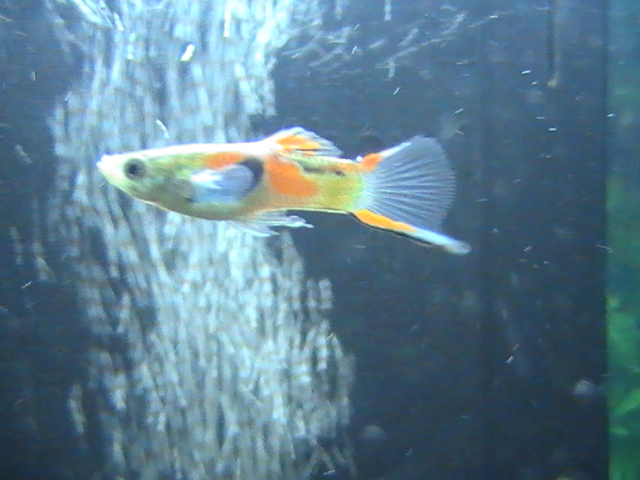 mon aquarium de 54 L Pic_0018